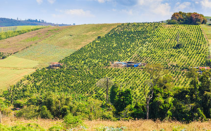 Planting on slope to prevent soil erosion