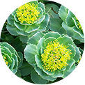 12-rhodiola