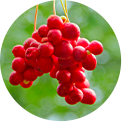 13-schisandra