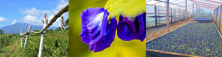 flowers-at-farm