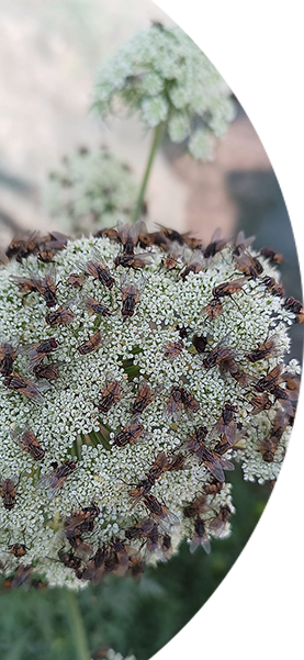 biodiversity