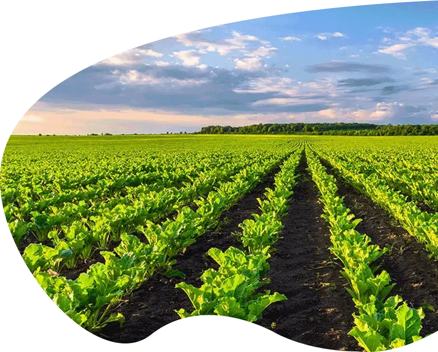 field