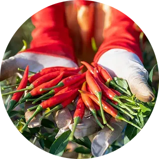 peppers