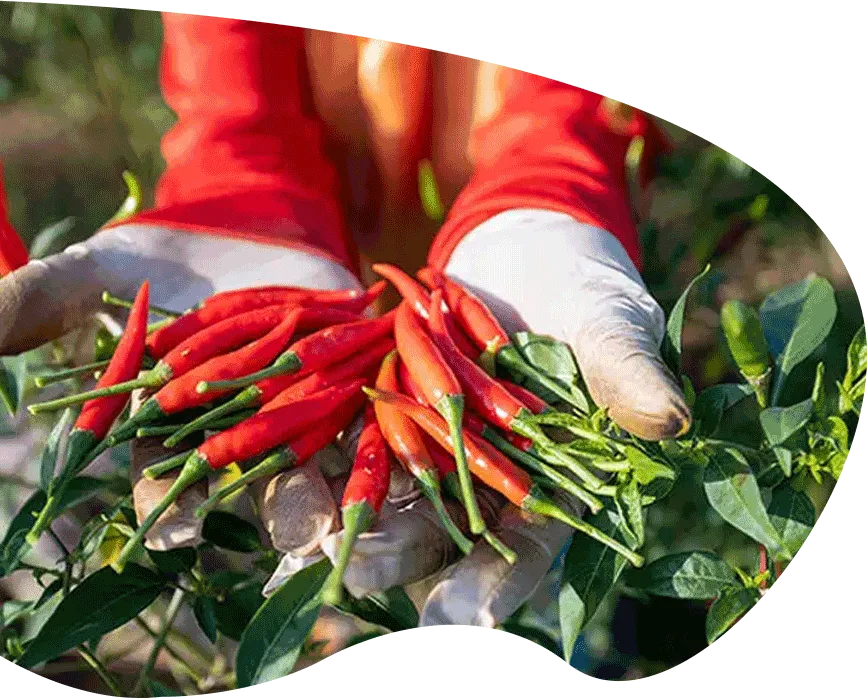 red peppers