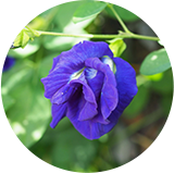 purple