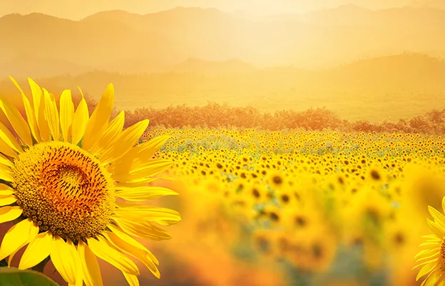 field of sunflowers