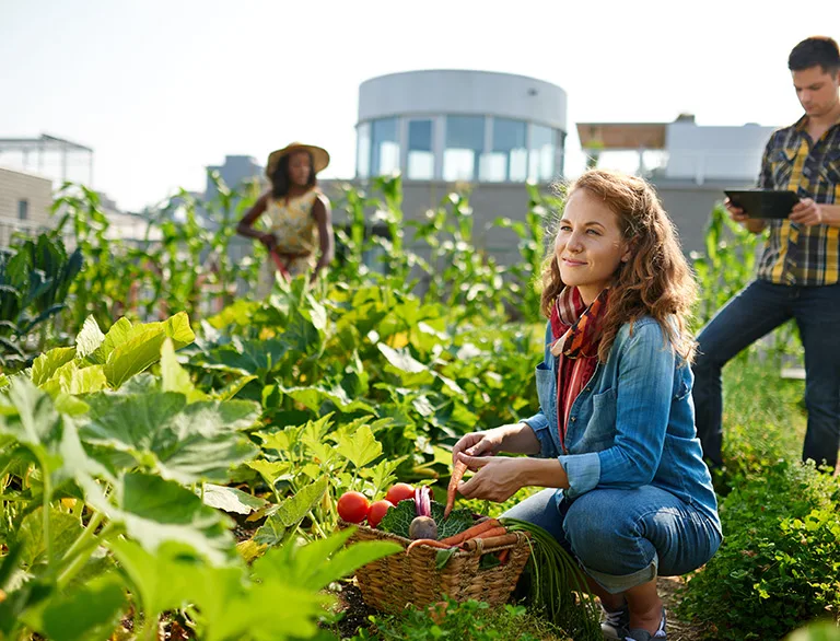 community garden