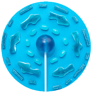 LA sensient blog july tendencia mascotas