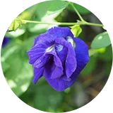 purple