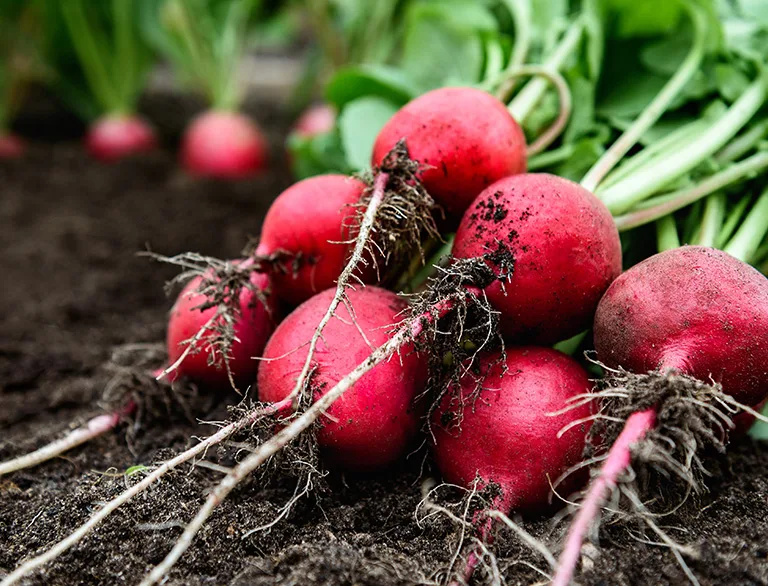 radishes