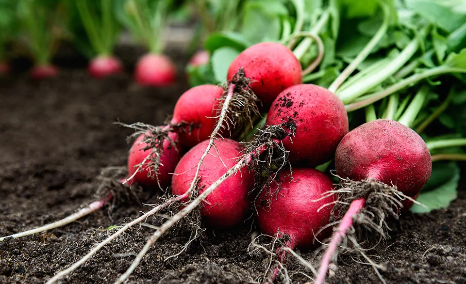 radishes