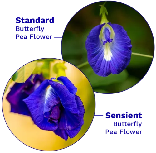 images of butterfly pea flowers